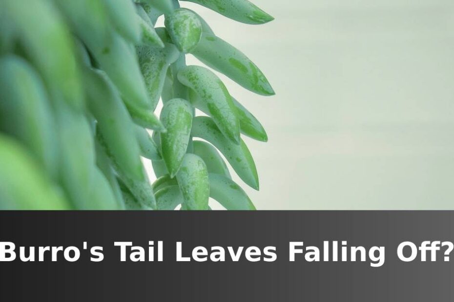 Burro's Tail Leaves Falling Off