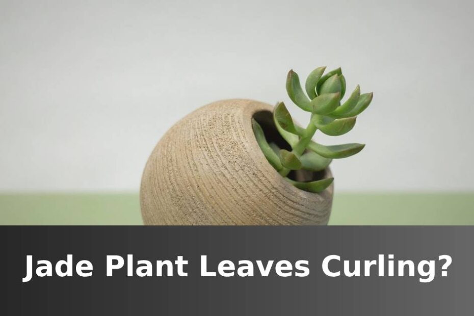 Jade Plant in circular container with words saying Jade plant leaves curling
