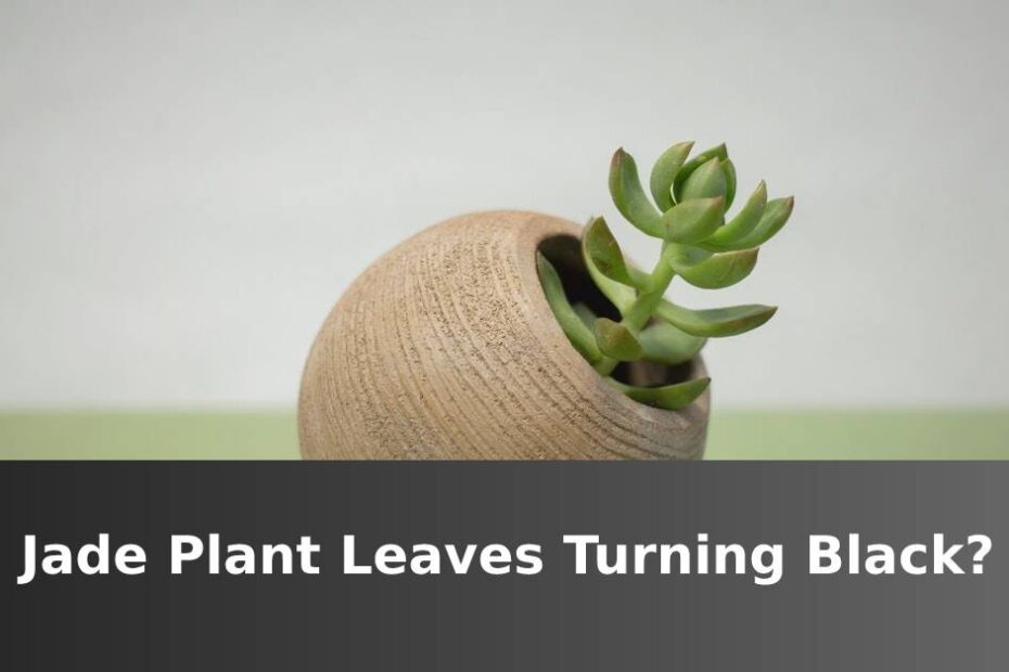 Jade Plant in brown circular container with text saying Jade plant leaves turning black