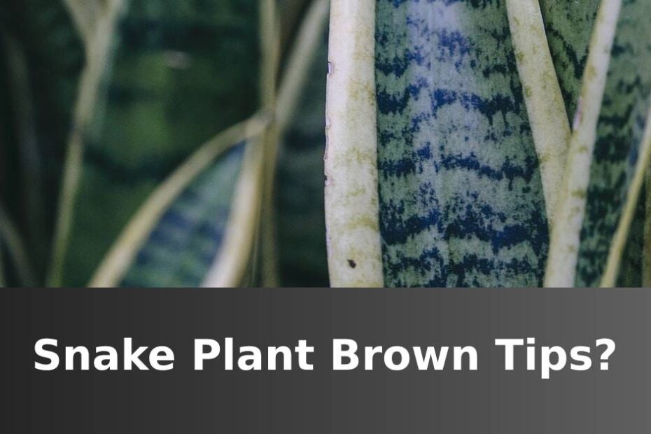Up close Snake plant with text at the bottom saying snake plant brown tips