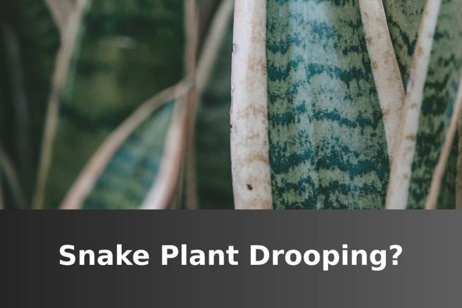 Dark Green Snake Plant Leaves With Text Asking If A Snake Plant Is Drooping