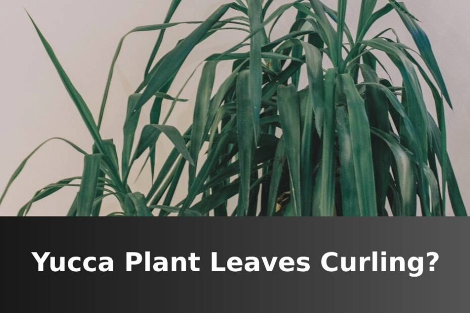 Yucca Plant Leaves Curling