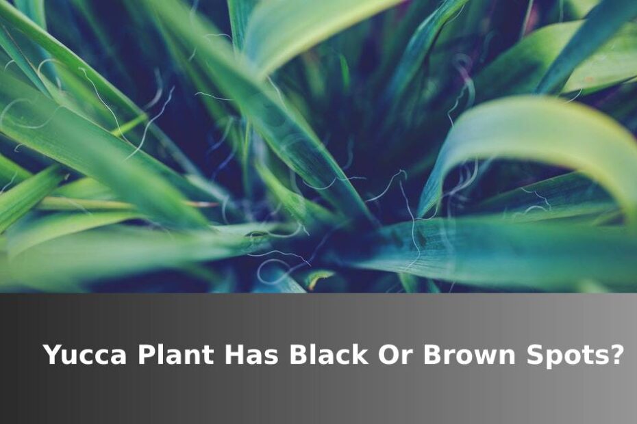 Dark green Yucca plant leaves with text asking if your Yucca plant has black or brown spots