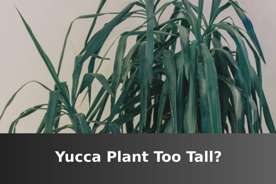 Yucca Plant Too Tall