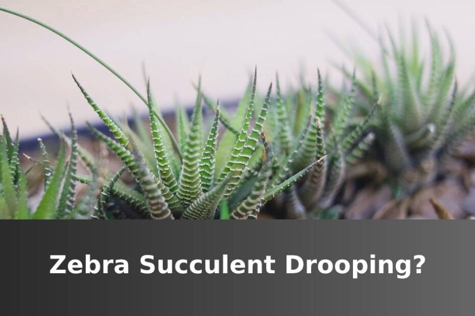 Zebra Succulent Drooping Text