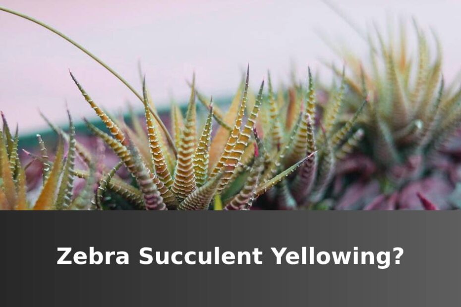 Zebra Succulent With Yellow Leaves
