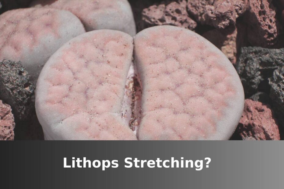 Lithops With Stretching Text