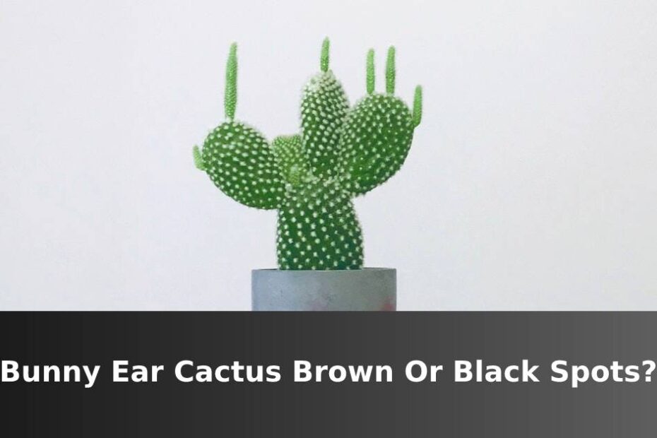 Bunny Ear Cactus Brown Or Black Spots