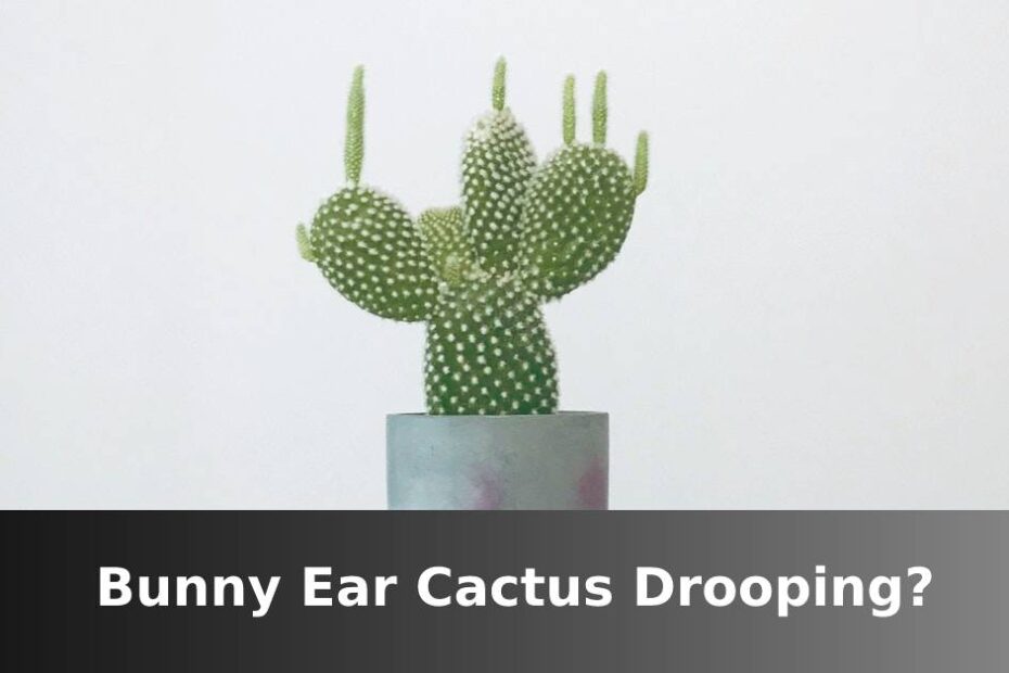 Bunny Ear cactus in white container with words saying Bunny Ear cactus drooping