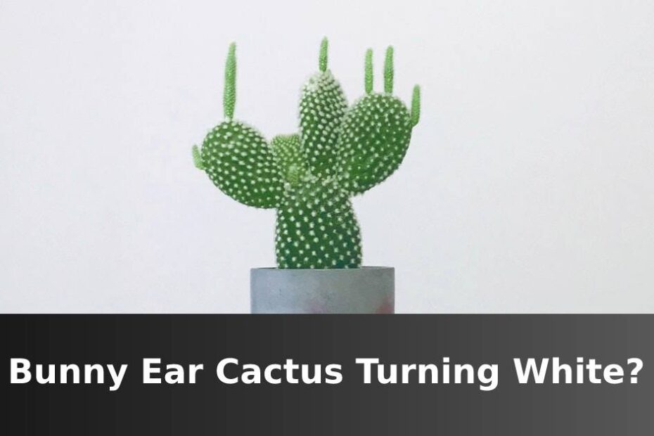 Bunny Ear Cactus Turning White