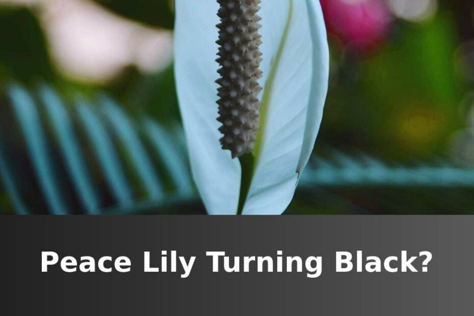 Peace Lily flower in focus with text at the bottom saying Peace Lily turning black