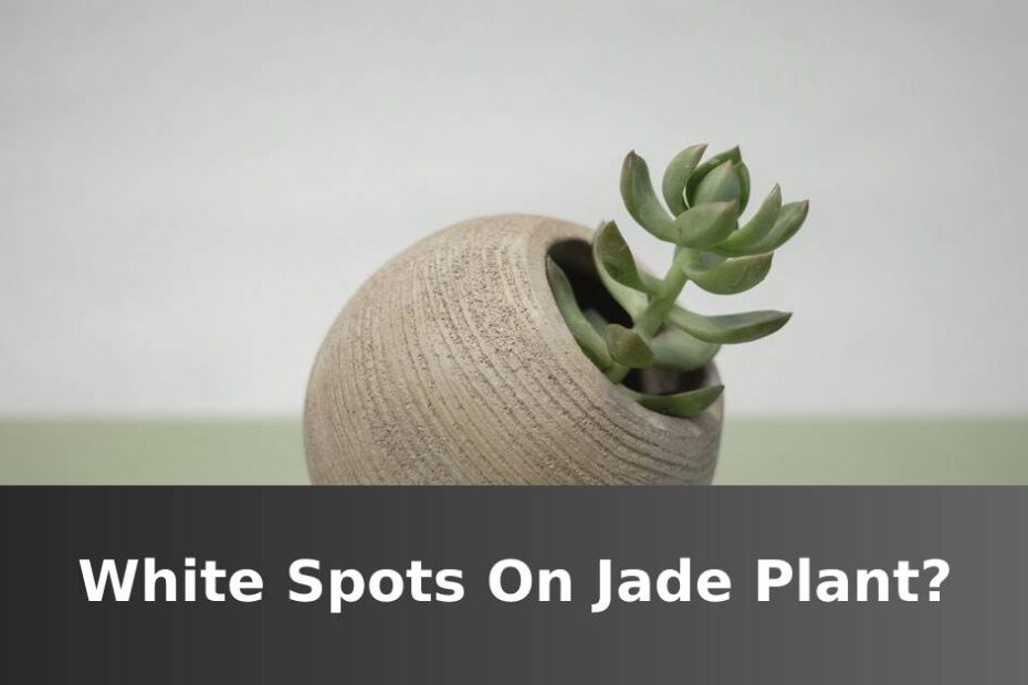 White Spots On Jade