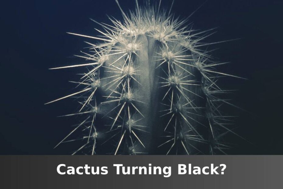 Up close cactus with dark background and words at the bottom saying cactus turning black