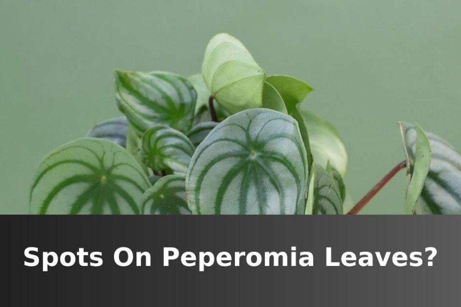 Spots On Peperomia Leaves
