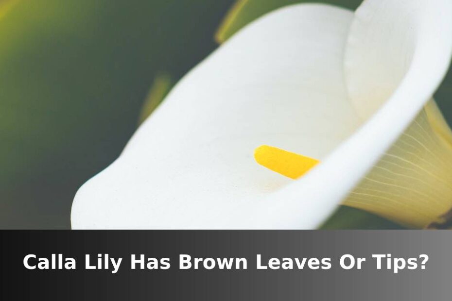 Calla Lily Brown Leaves