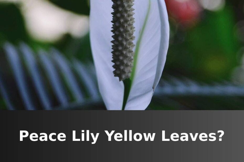 peace-lily-yellow-leaves-common-causes-succulentexperience