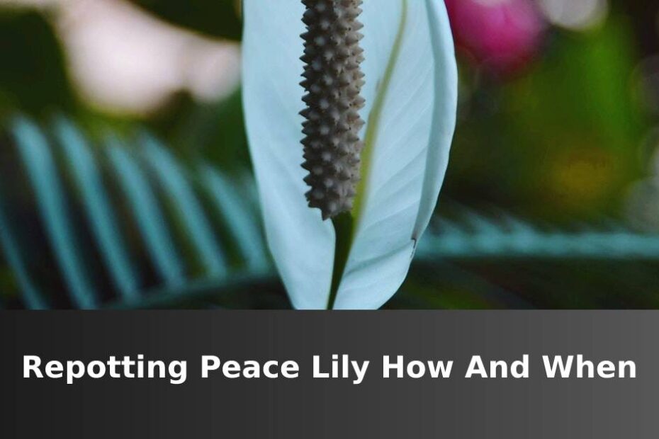 Repotting Peace Lily