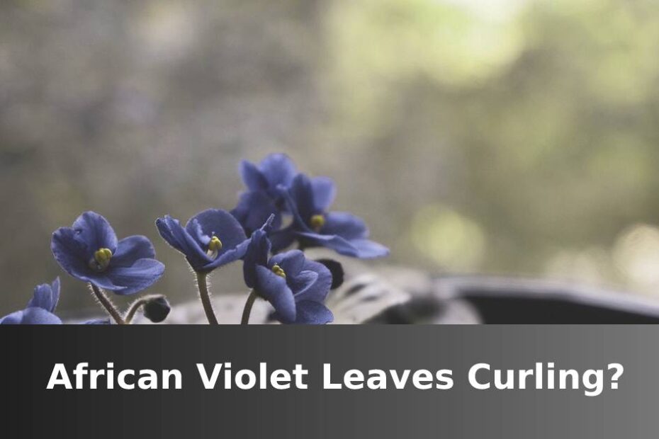 Purple African Violet Flower with words saying African Violet leaves curling
