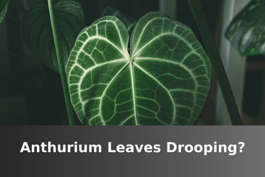 Anthurium Leaves Drooping
