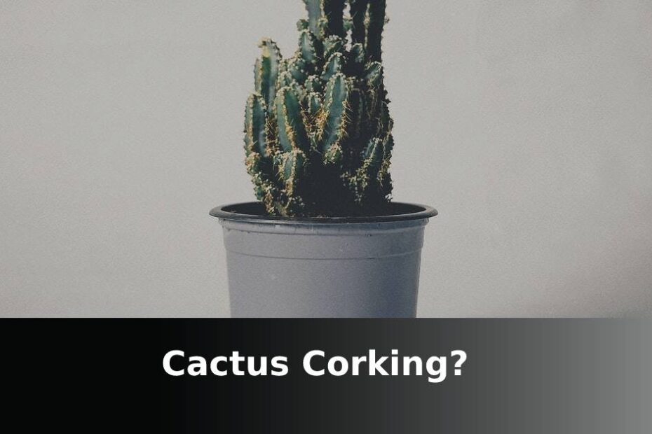 Cactus Corking Image