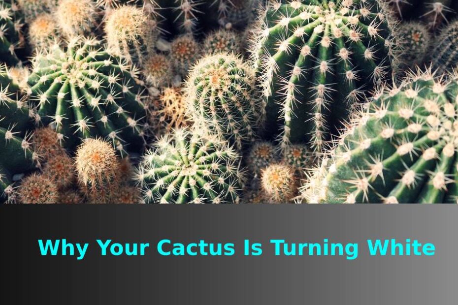 Cactus Turning White