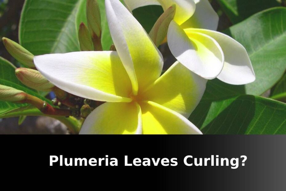 Yellow Plumeria flower with white tips and words saying Plumeria leaves curling