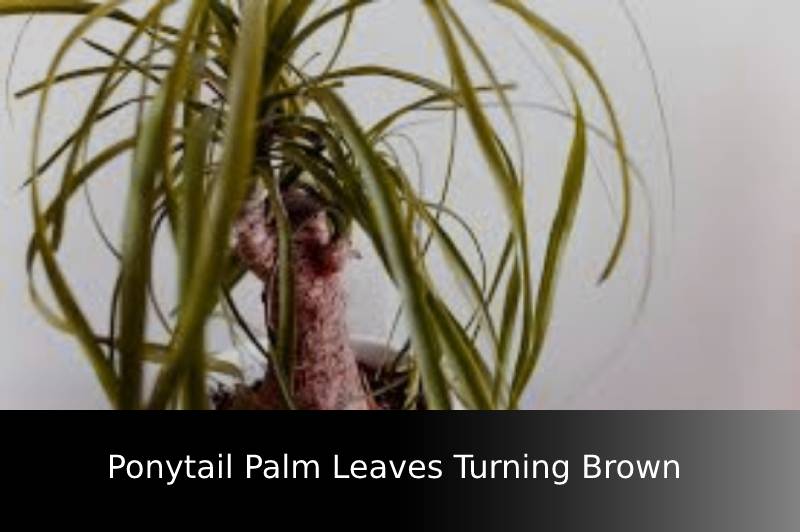 Brown Ponytail Palm