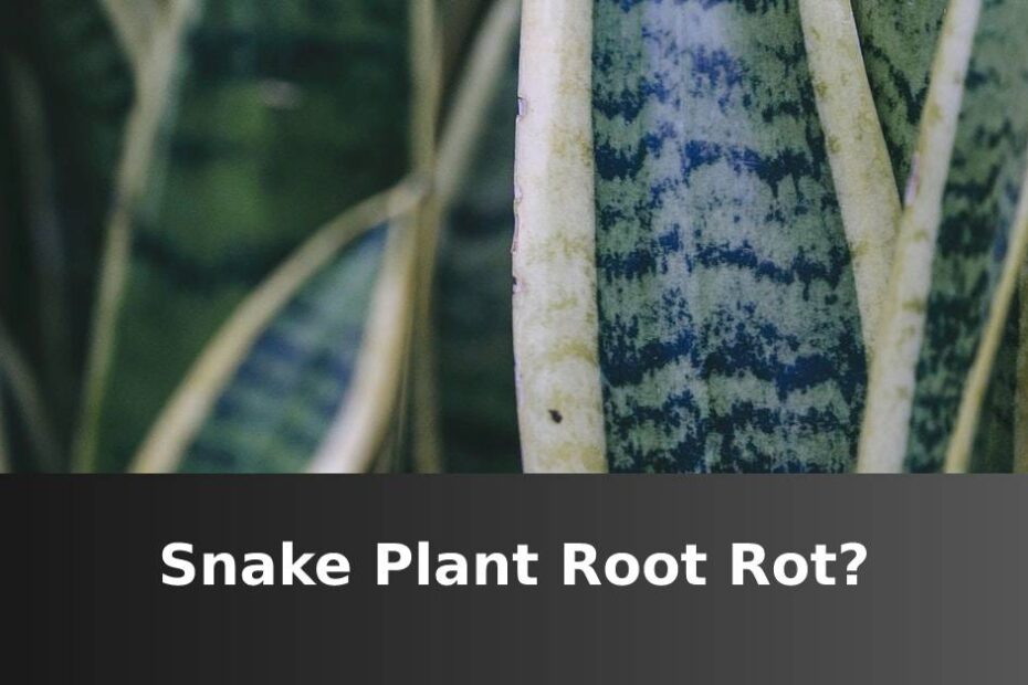 Snake Plant Root Rot