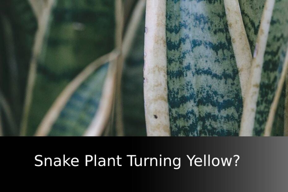 Snake Plant Yellow Leaves