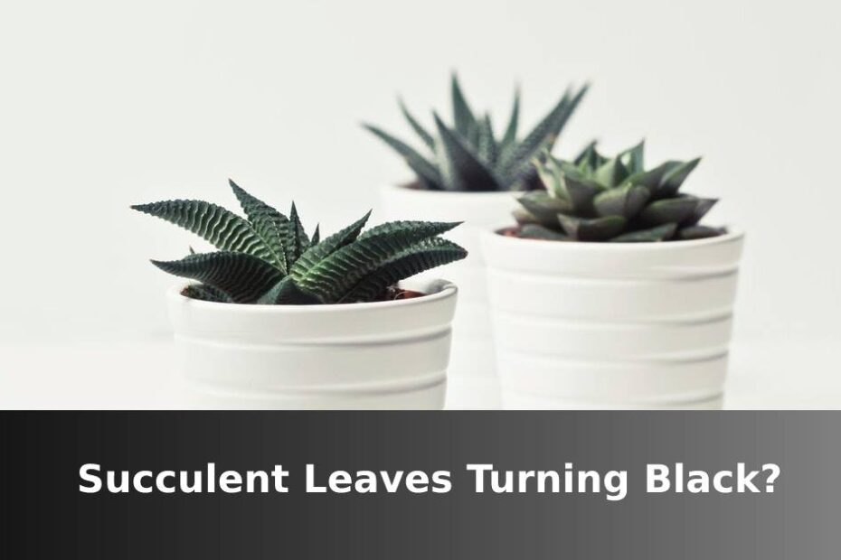 Succulent with black leaves in white containers with words saying succulent leaves turning black