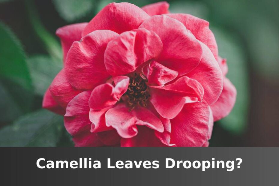 Up close pink Camellia flower with words at the bottom saying Camellia leaves drooping