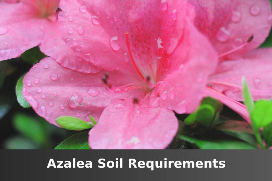 Pink Azalea flower with raindrops and words saying Azalea soil requirements
