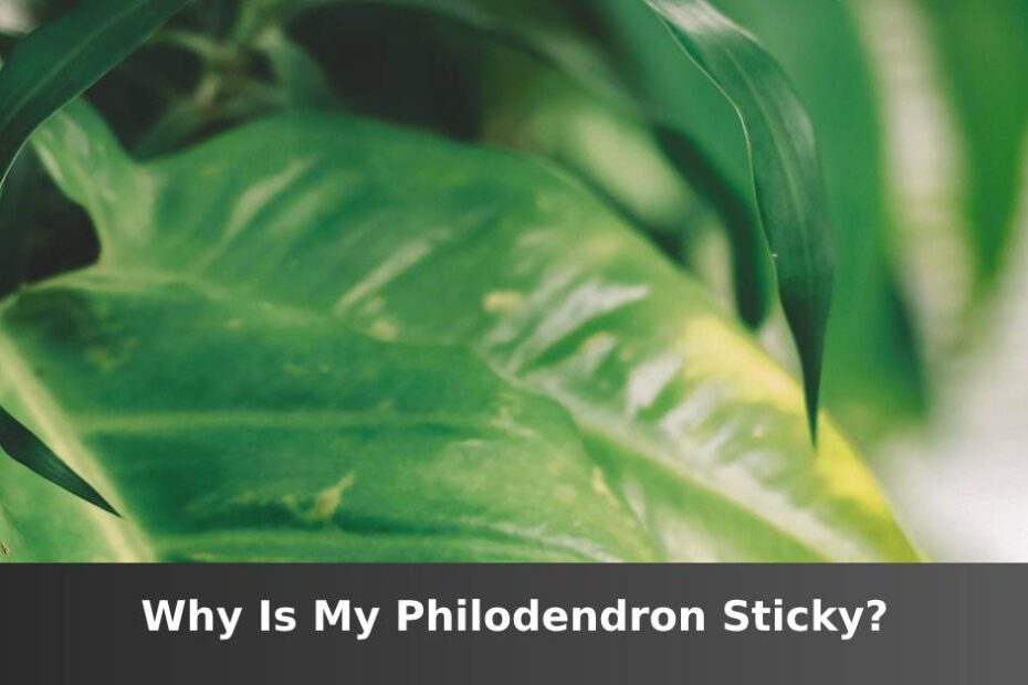 Up close green Philodendron leaf with words saying Why is my Philodendron sticky