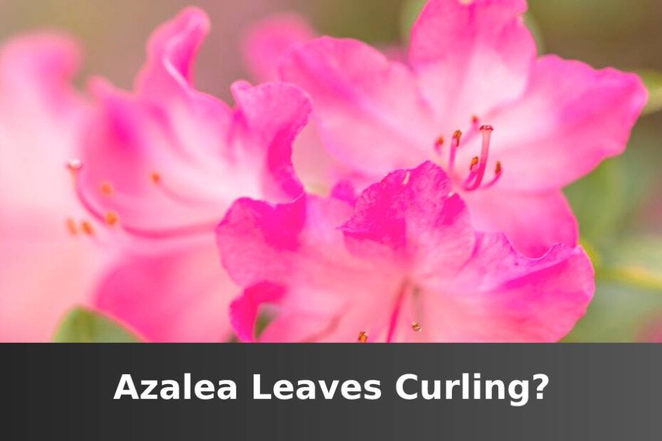 Pink Azalea flower with words saying Azalea leaves curling