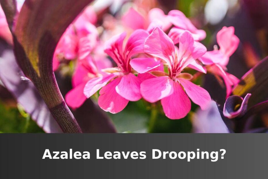 Pink Azalea flower with words saying Azalea leaves drooping