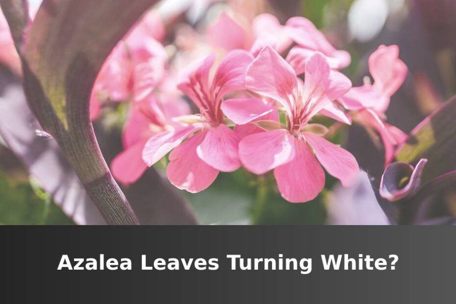 Pink Azalea flower with words saying Azalea leaves turning white