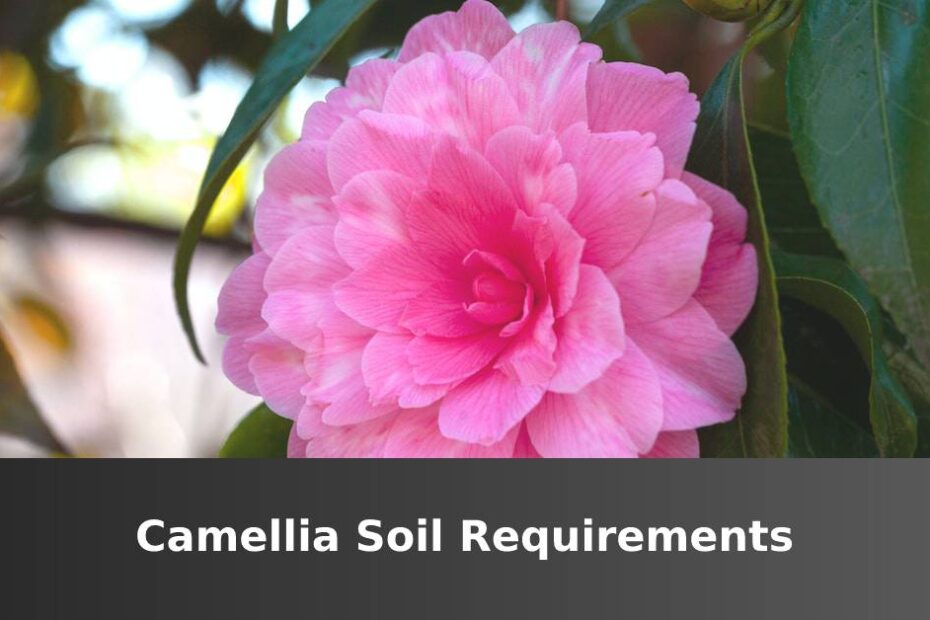 Pink Camellia flower with words saying Camellia soil requirements