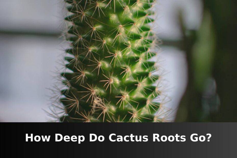 Tall green cactus with words saying how deep do cactus roots go