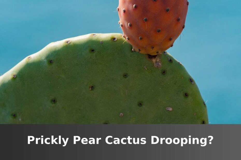 Prickly Pear Cactus With Text At The Bottom