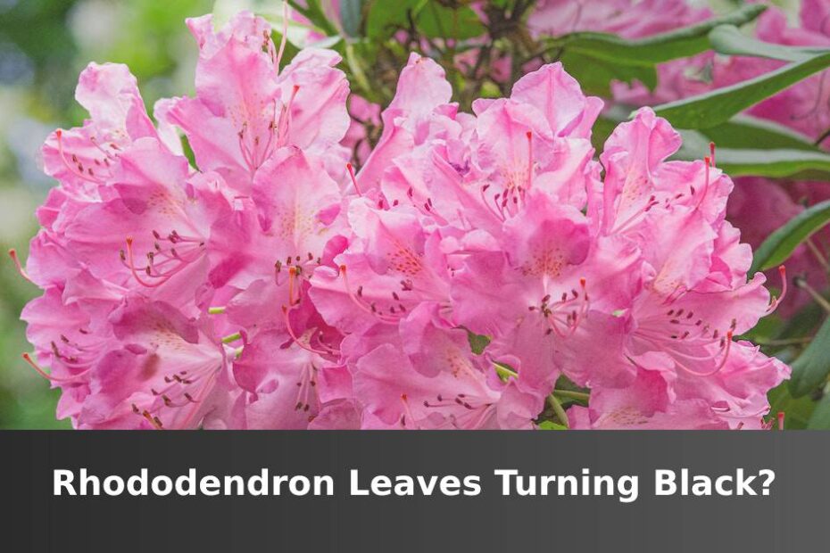 Pink Rhododendron flowers with words saying Rhododendron leaves turning black