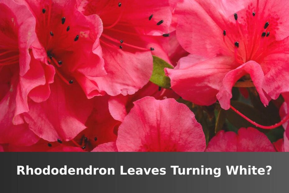 Pink Rhododendron flowers with words saying Rhododendron leaves turning white