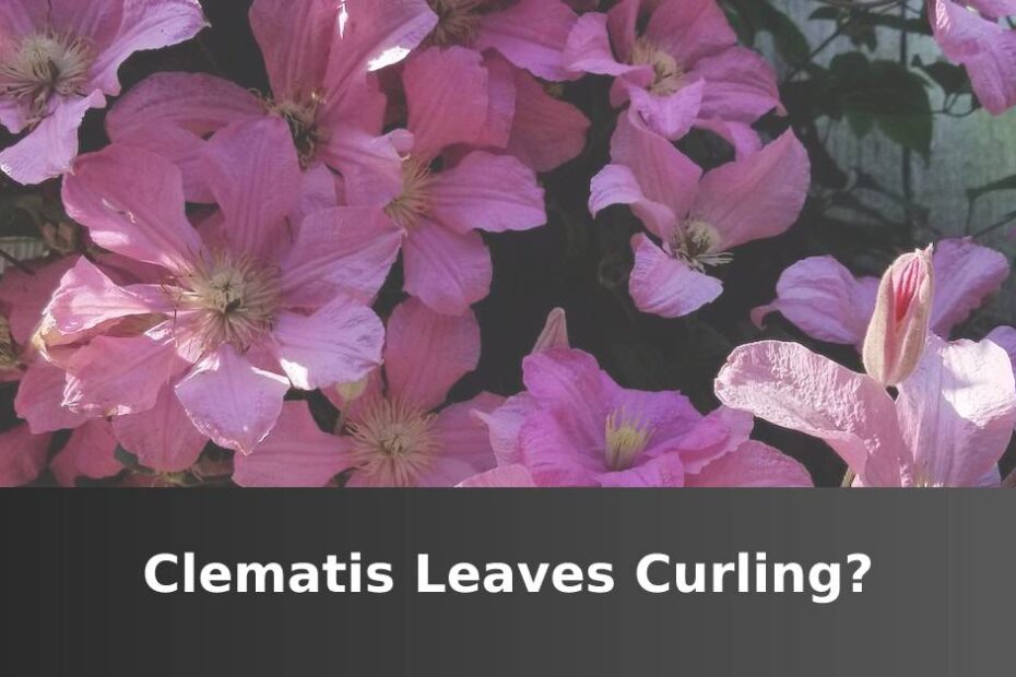 Pink Clematis Flowers With Text That Says Clematis Leaves Curling