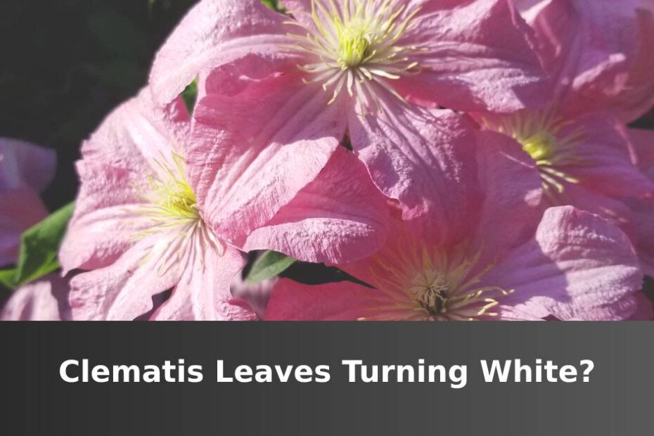 Pink blooming Clematis with words saying Clematis leaves turning white