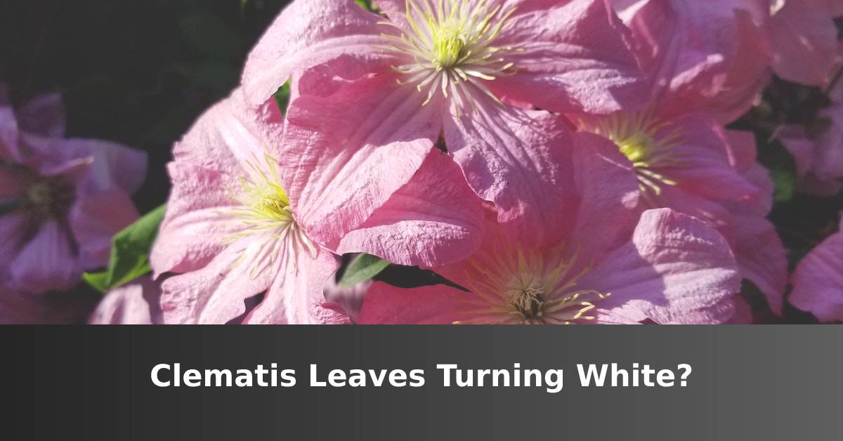 Clematis Leaves Turning White [Top Causes And Solutions