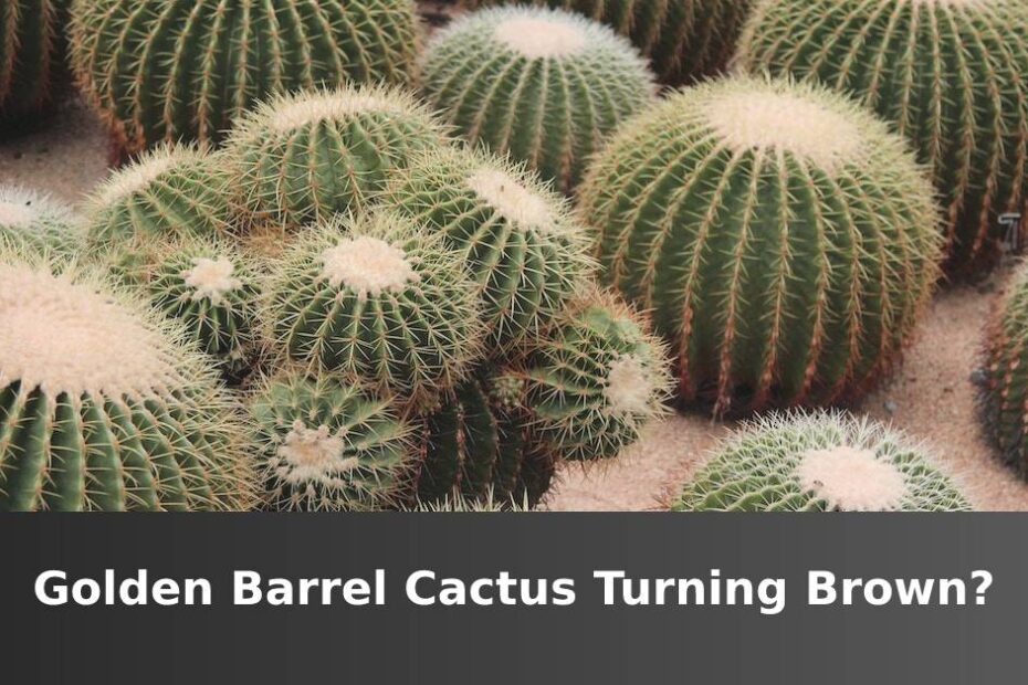Several Golden Barrel cacti with words saying Golden Barrel cactus turning brown