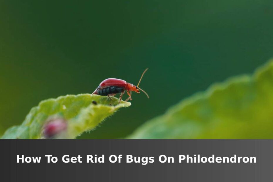 Red and black bug on green plant leaf with words saying how to get rid of bugs on Philodendron