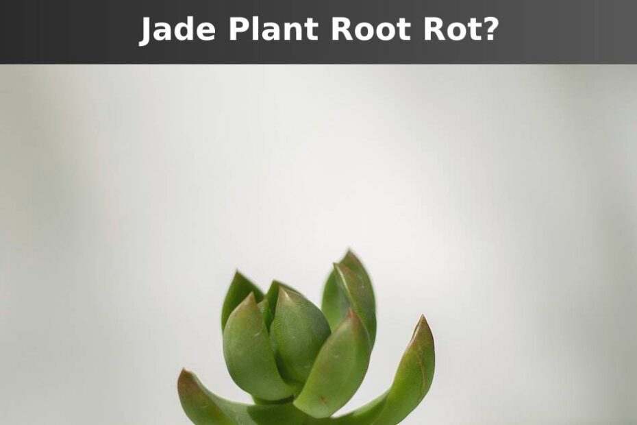 Up close Jade plant with green leaves and words at the top saying Jade plant root rot