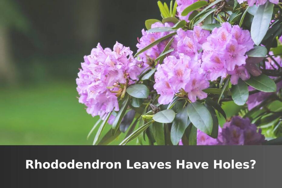 Rhododendron with purple flowers and words saying Rhododendron leaves have holes