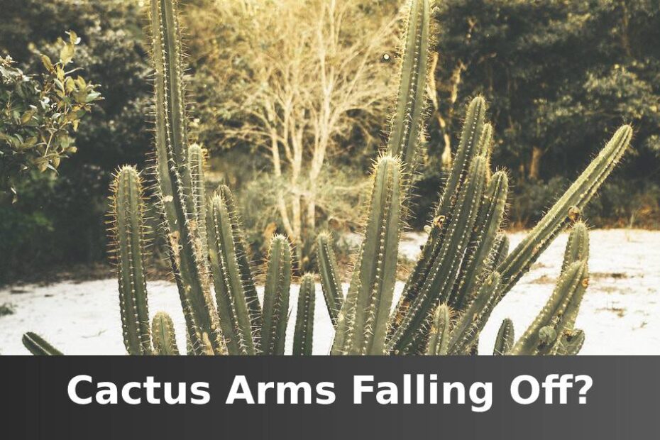 Green cactus planted in white sand with words saying Cactus arms falling off