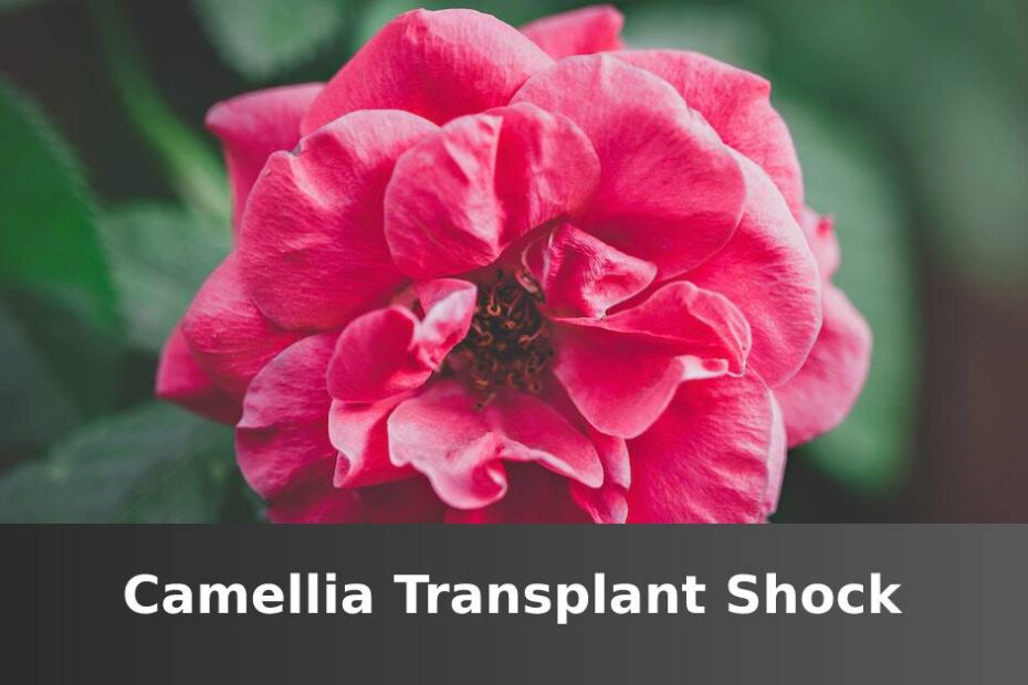 Pink blooming Camellia flower with words at the bottom saying Camellia transplant shock